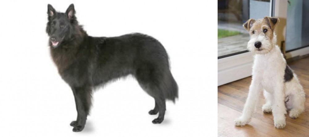 Wire Fox Terrier vs Belgian Shepherd - Breed Comparison