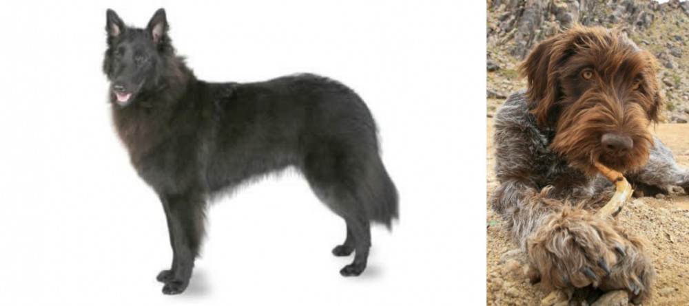 Wirehaired Pointing Griffon vs Belgian Shepherd - Breed Comparison