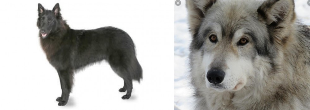 Wolfdog vs Belgian Shepherd - Breed Comparison