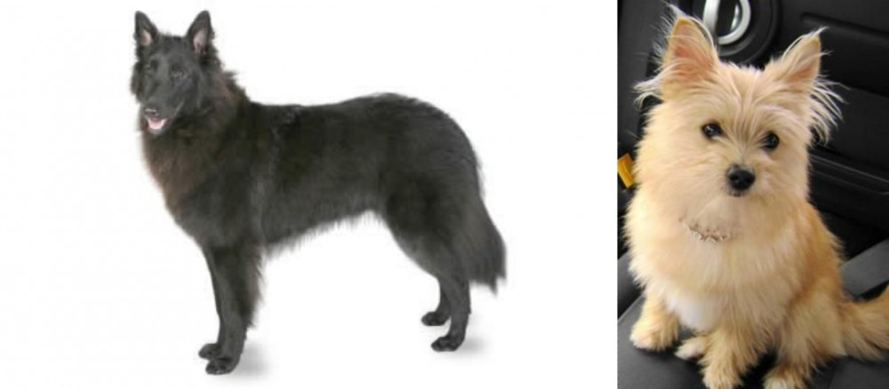Yoranian vs Belgian Shepherd - Breed Comparison