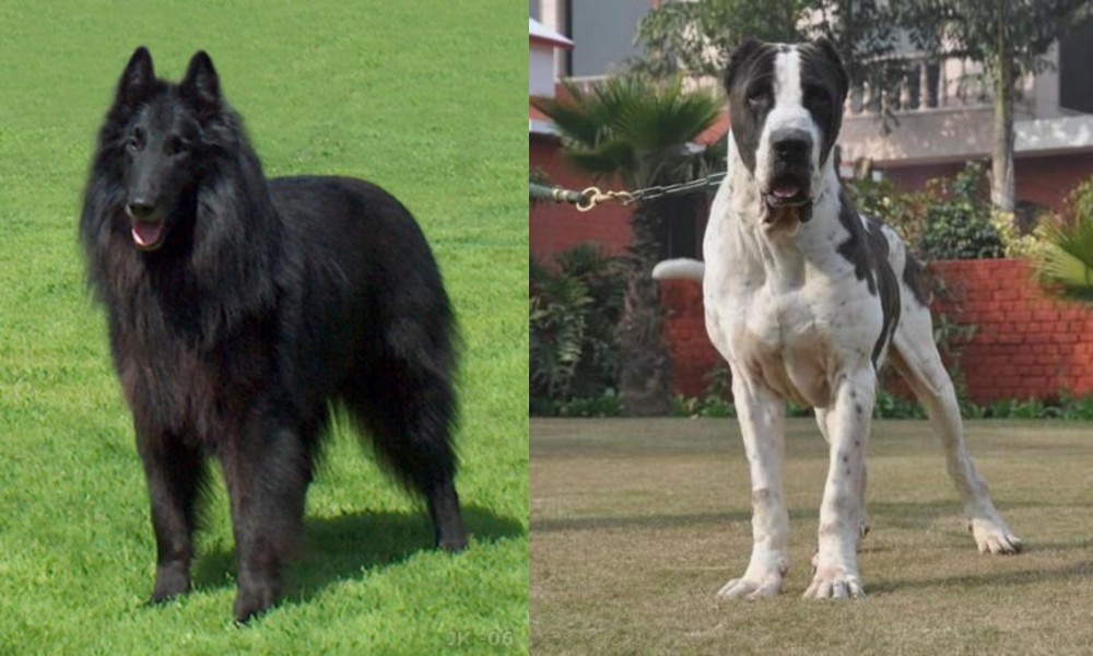 Alangu Mastiff vs Belgian Shepherd Dog (Groenendael) - Breed Comparison