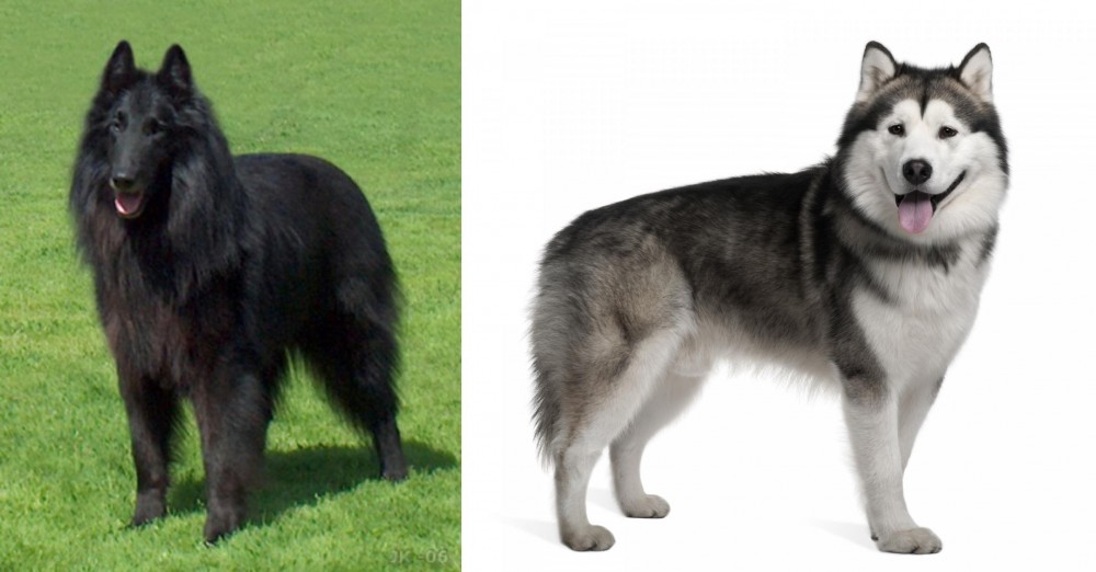 Alaskan Malamute vs Belgian Shepherd Dog (Groenendael) - Breed Comparison