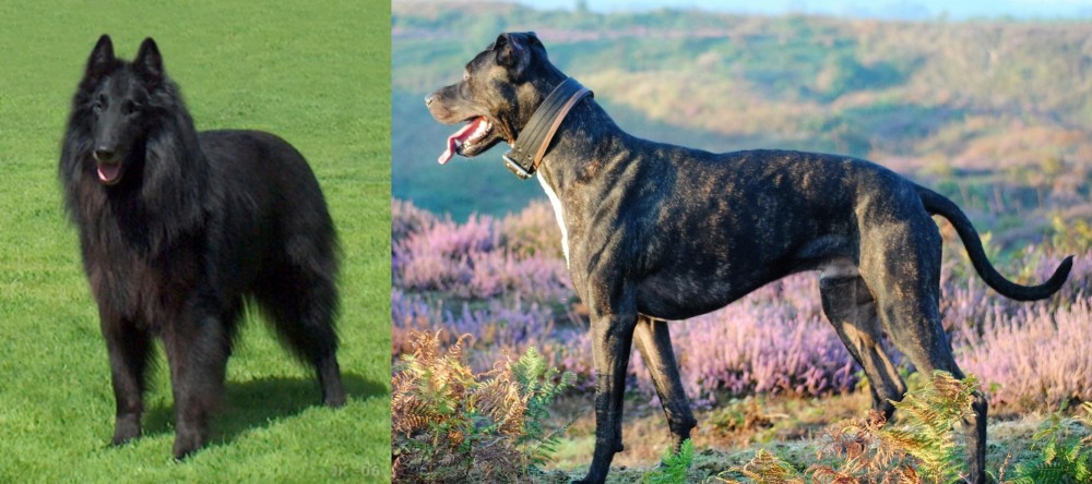 Alaunt vs Belgian Shepherd Dog (Groenendael) - Breed Comparison