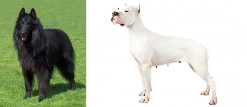 Argentine Dogo vs Belgian Shepherd Dog (Groenendael) - Breed Comparison