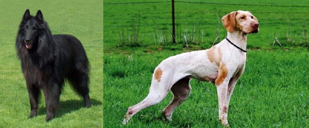 Ariege Pointer vs Belgian Shepherd Dog (Groenendael) - Breed Comparison