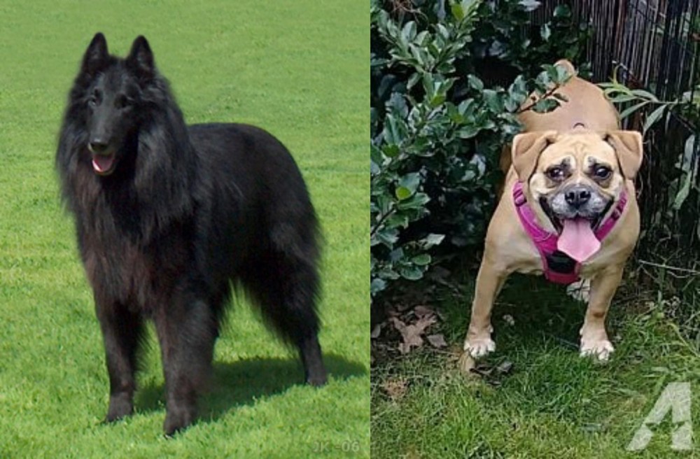 Beabull vs Belgian Shepherd Dog (Groenendael) - Breed Comparison
