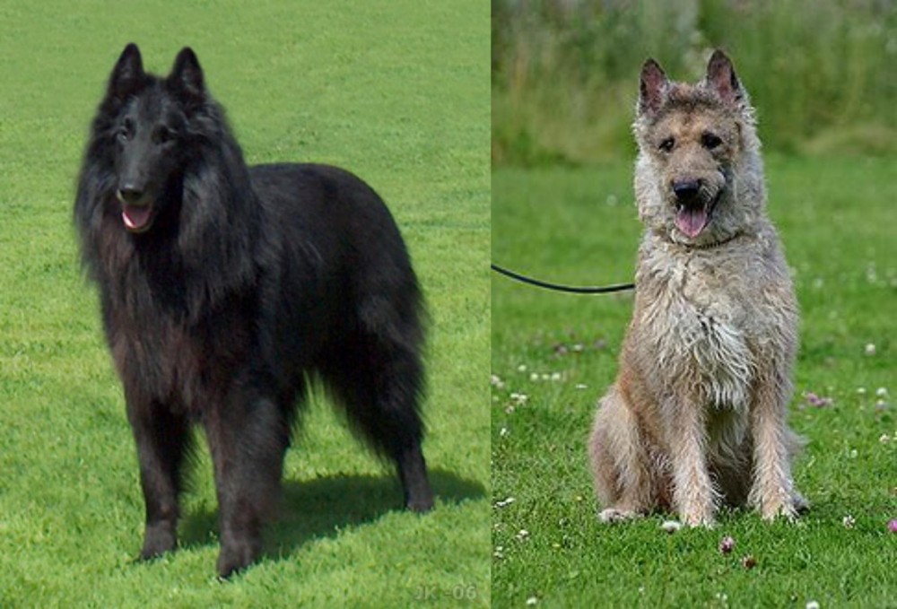 Belgian Shepherd Dog (Laekenois) vs Belgian Shepherd Dog (Groenendael) - Breed Comparison