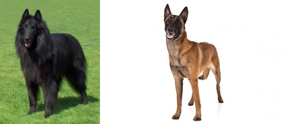 Belgian Shepherd Dog (Malinois) vs Belgian Shepherd Dog (Groenendael) - Breed Comparison