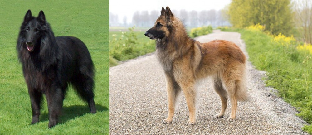 Belgian Shepherd Dog (Tervuren) vs Belgian Shepherd Dog (Groenendael) - Breed Comparison