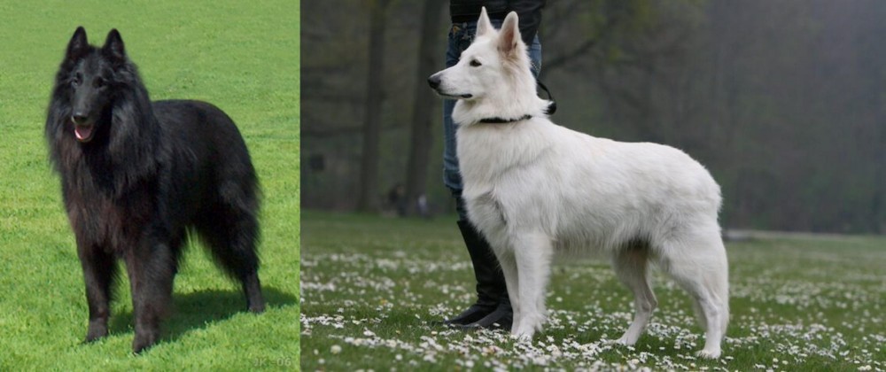 Berger Blanc Suisse vs Belgian Shepherd Dog (Groenendael) - Breed Comparison