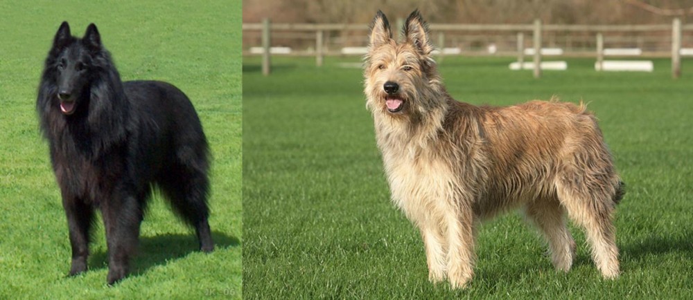 Berger Picard vs Belgian Shepherd Dog (Groenendael) - Breed Comparison