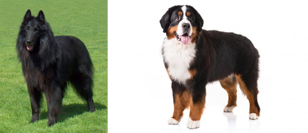 Bernese Mountain Dog vs Belgian Shepherd Dog (Groenendael) - Breed Comparison