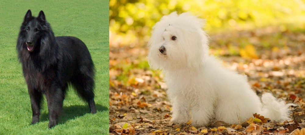 Bichon Bolognese vs Belgian Shepherd Dog (Groenendael) - Breed Comparison