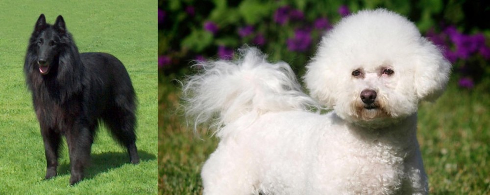 Bichon Frise vs Belgian Shepherd Dog (Groenendael) - Breed Comparison