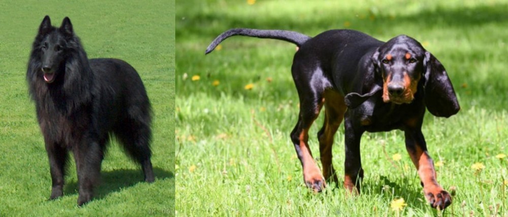 Black and Tan Coonhound vs Belgian Shepherd Dog (Groenendael) - Breed Comparison