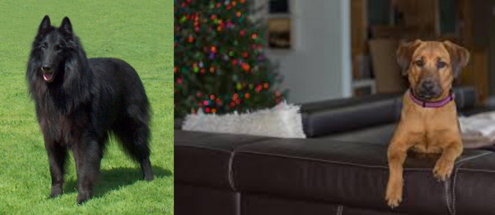 Black Mouth Cur vs Belgian Shepherd Dog (Groenendael) - Breed Comparison