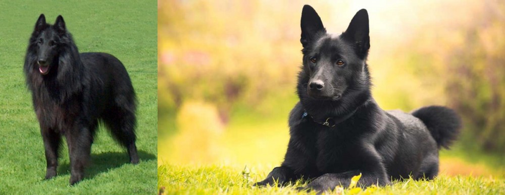 Black Norwegian Elkhound vs Belgian Shepherd Dog (Groenendael) - Breed Comparison