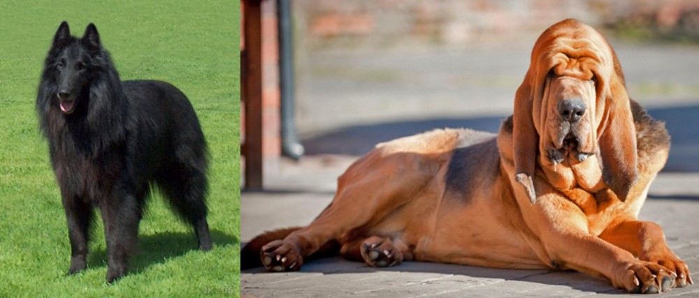 Bloodhound vs Belgian Shepherd Dog (Groenendael) - Breed Comparison