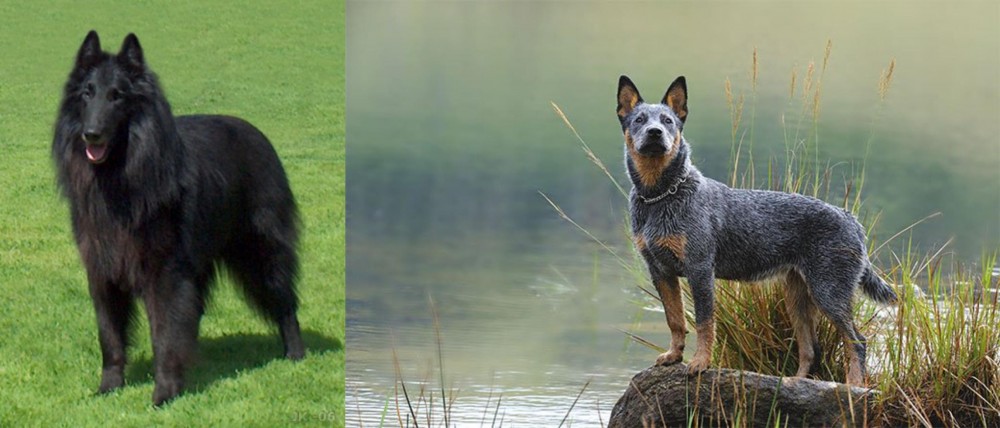 Blue Healer vs Belgian Shepherd Dog (Groenendael) - Breed Comparison