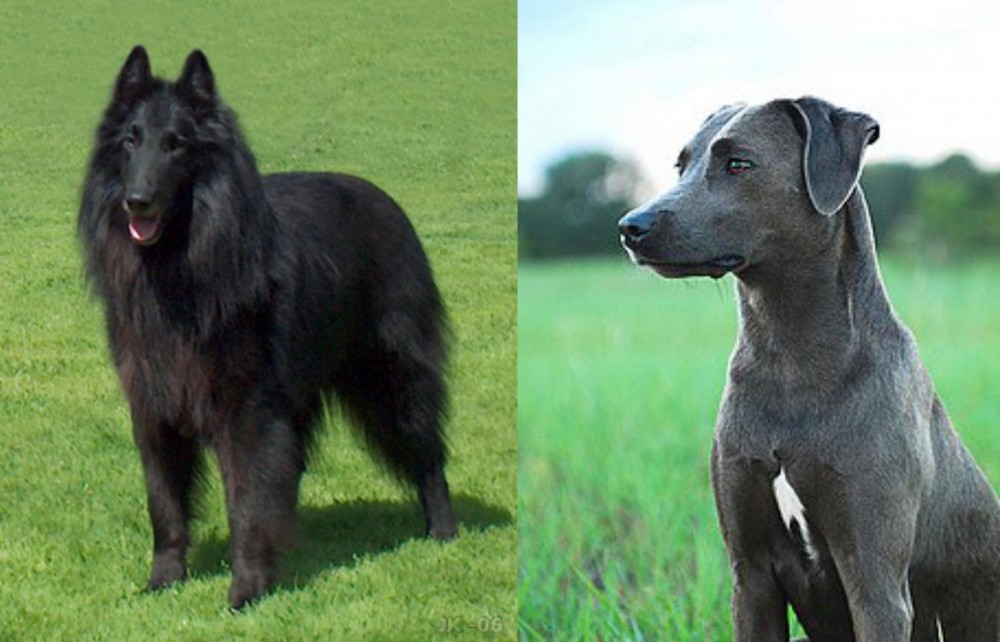 Blue Lacy vs Belgian Shepherd Dog (Groenendael) - Breed Comparison
