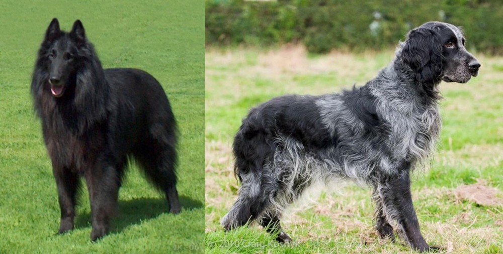 Blue Picardy Spaniel vs Belgian Shepherd Dog (Groenendael) - Breed Comparison