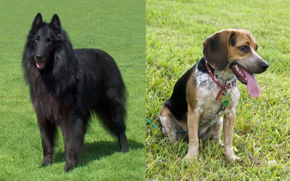 Bluetick Beagle vs Belgian Shepherd Dog (Groenendael) - Breed Comparison