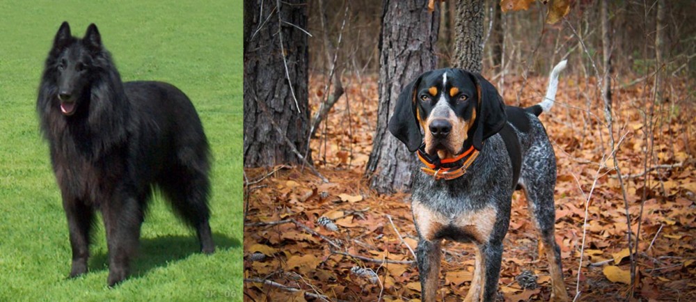 Bluetick Coonhound vs Belgian Shepherd Dog (Groenendael) - Breed Comparison