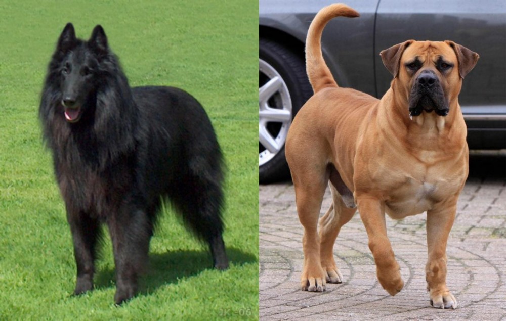 Boerboel vs Belgian Shepherd Dog (Groenendael) - Breed Comparison