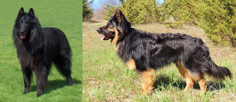Bohemian Shepherd vs Belgian Shepherd Dog (Groenendael) - Breed Comparison
