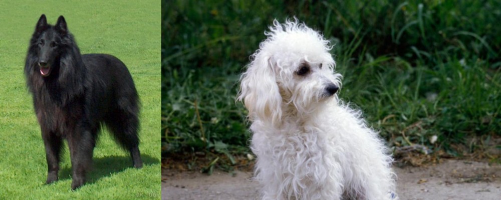 Bolognese vs Belgian Shepherd Dog (Groenendael) - Breed Comparison