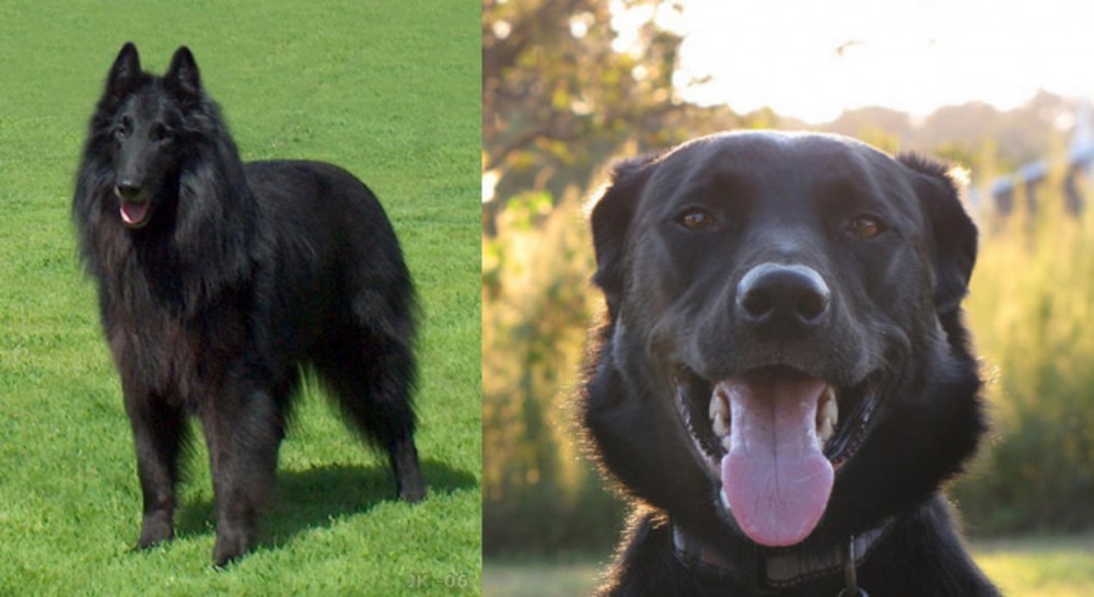 Borador vs Belgian Shepherd Dog (Groenendael) - Breed Comparison