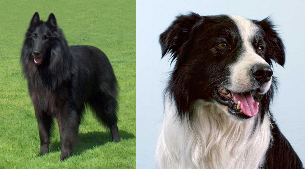 Border Collie vs Belgian Shepherd Dog (Groenendael) - Breed Comparison