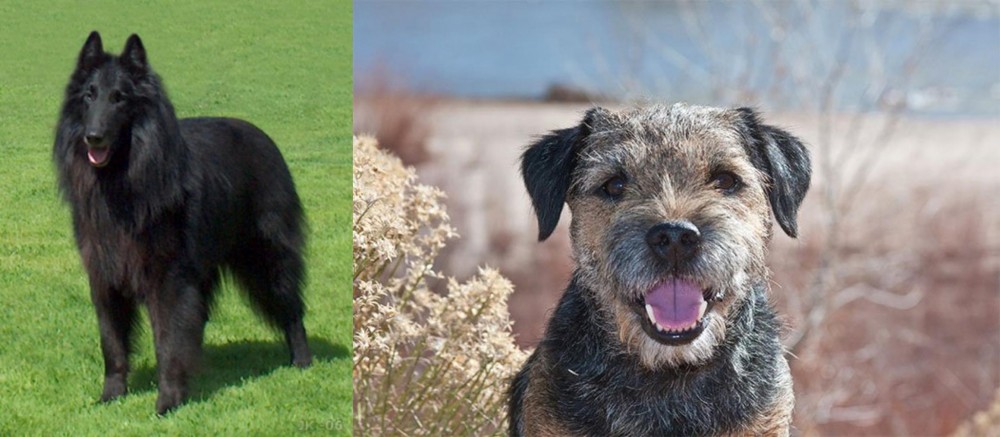 Border Terrier vs Belgian Shepherd Dog (Groenendael) - Breed Comparison