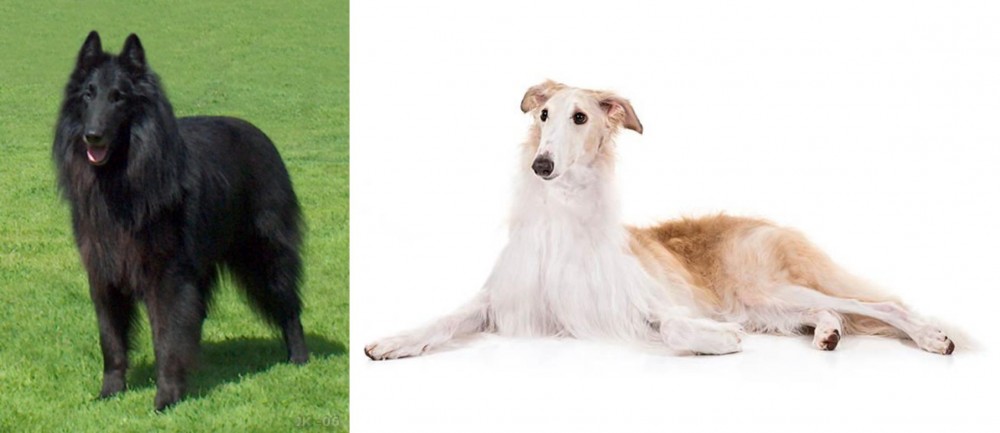 Borzoi vs Belgian Shepherd Dog (Groenendael) - Breed Comparison