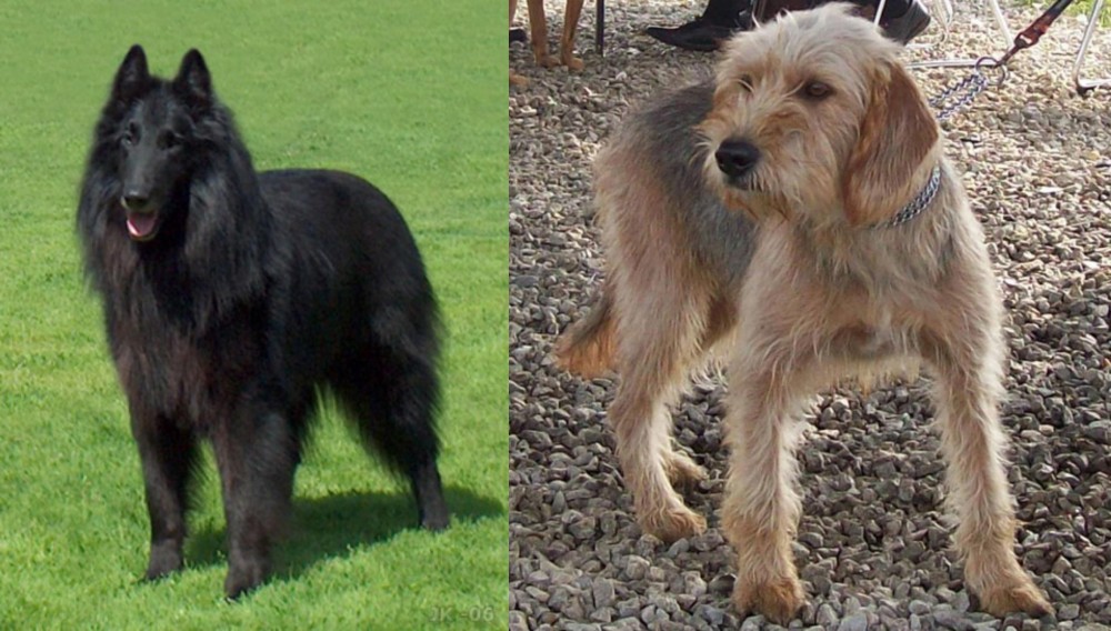 Bosnian Coarse-Haired Hound vs Belgian Shepherd Dog (Groenendael) - Breed Comparison