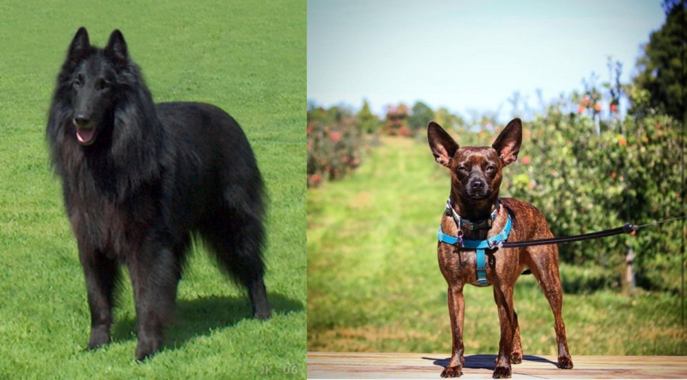 Bospin vs Belgian Shepherd Dog (Groenendael) - Breed Comparison