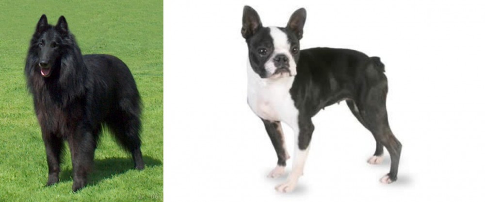 Boston Terrier vs Belgian Shepherd Dog (Groenendael) - Breed Comparison