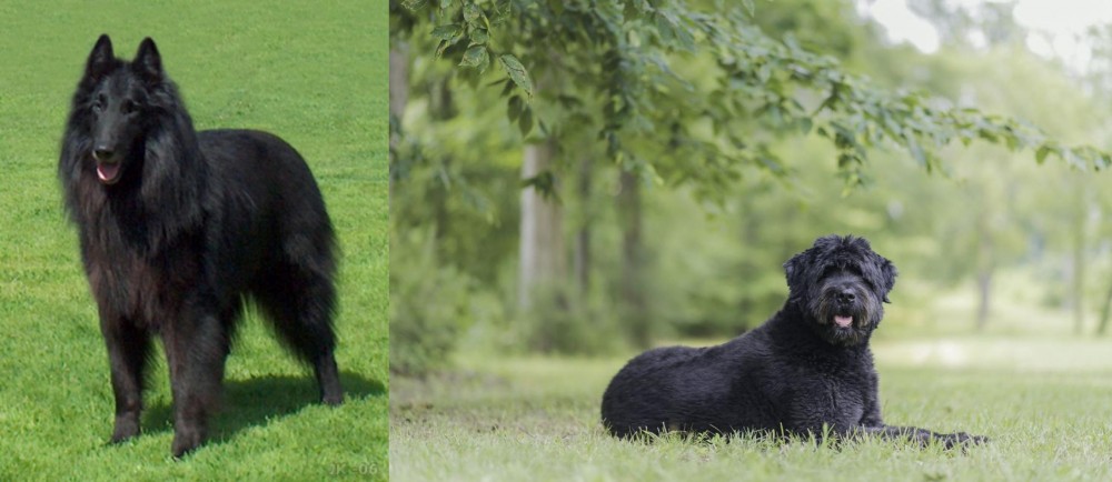 Bouvier des Flandres vs Belgian Shepherd Dog (Groenendael) - Breed Comparison