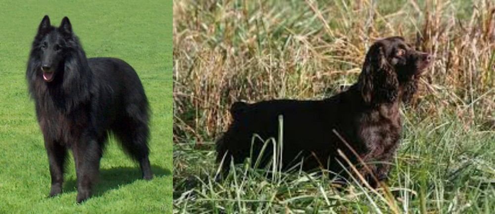 Boykin Spaniel vs Belgian Shepherd Dog (Groenendael) - Breed Comparison