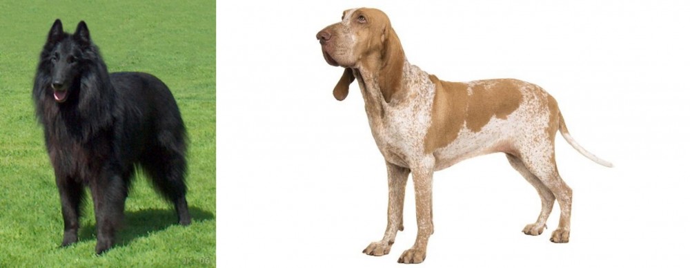 Bracco Italiano vs Belgian Shepherd Dog (Groenendael) - Breed Comparison