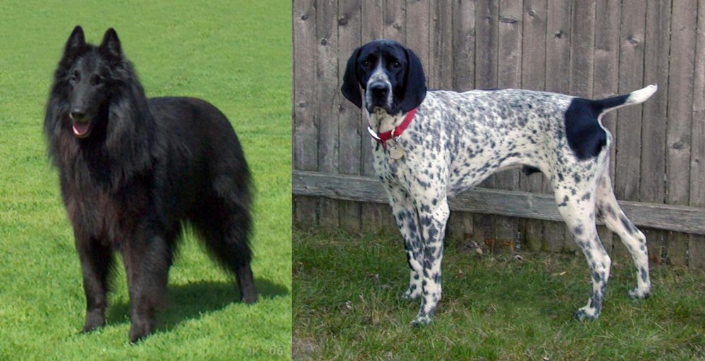 Braque d'Auvergne vs Belgian Shepherd Dog (Groenendael) - Breed Comparison