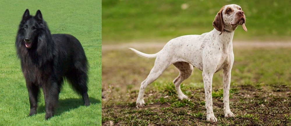 Braque du Bourbonnais vs Belgian Shepherd Dog (Groenendael) - Breed Comparison
