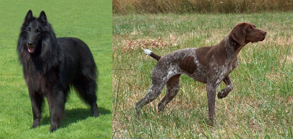 Braque Francais vs Belgian Shepherd Dog (Groenendael) - Breed Comparison
