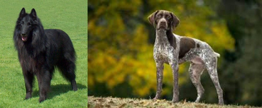 Braque Francais (Gascogne Type) vs Belgian Shepherd Dog (Groenendael) - Breed Comparison