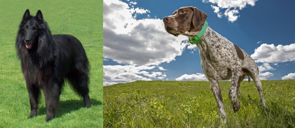 Braque Francais (Pyrenean Type) vs Belgian Shepherd Dog (Groenendael) - Breed Comparison