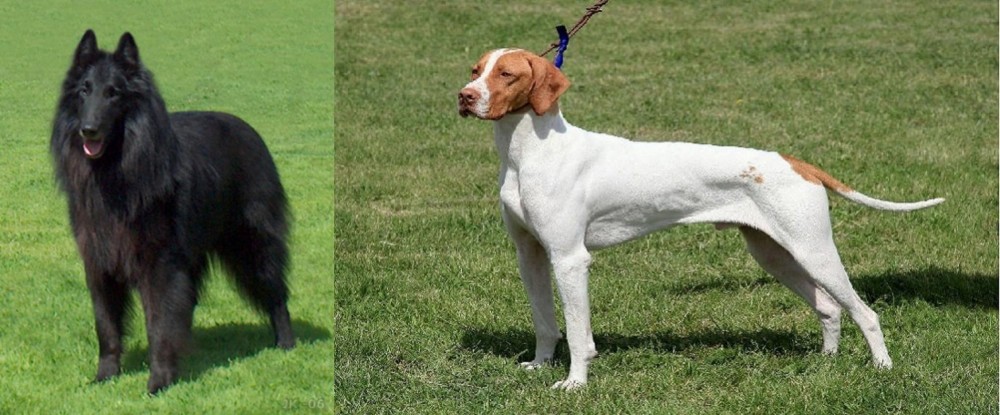 Braque Saint-Germain vs Belgian Shepherd Dog (Groenendael) - Breed Comparison