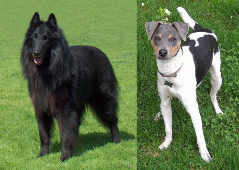 Brazilian Terrier vs Belgian Shepherd Dog (Groenendael) - Breed Comparison