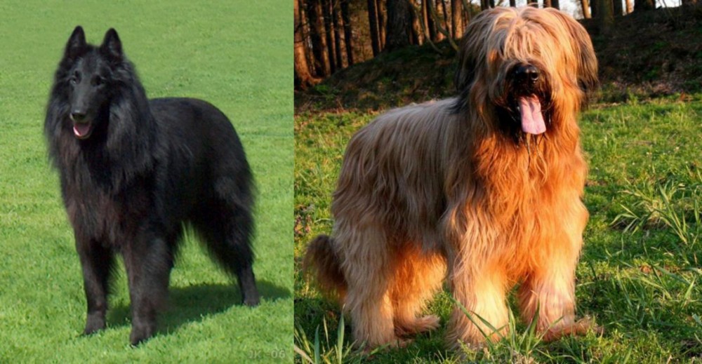 Briard vs Belgian Shepherd Dog (Groenendael) - Breed Comparison