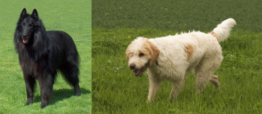 Briquet Griffon Vendeen vs Belgian Shepherd Dog (Groenendael) - Breed Comparison