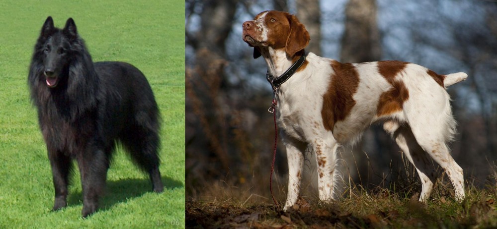 Brittany vs Belgian Shepherd Dog (Groenendael) - Breed Comparison